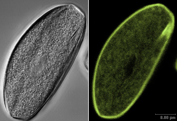 pollen.jpg (58220 bytes)