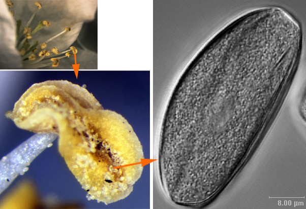 scale.jpg (94711 bytes)