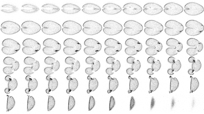 zmontage.gif (83306 bytes)