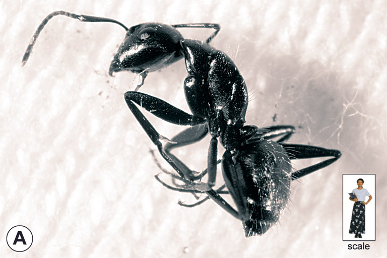 ant-figure768.jpg (102282 bytes)
