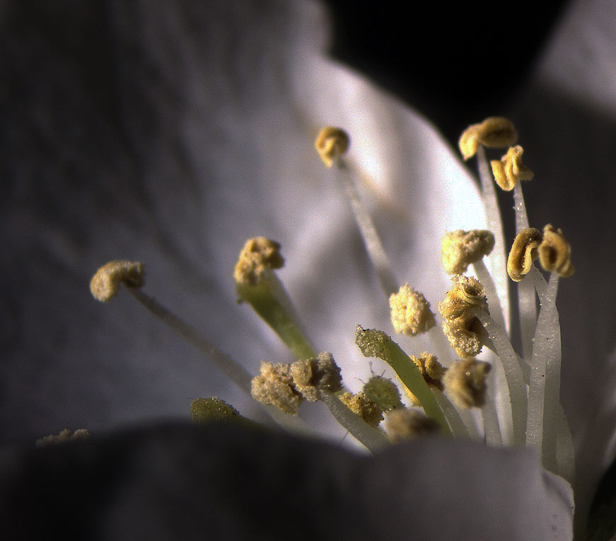 pollen1.jpg (100048 bytes)