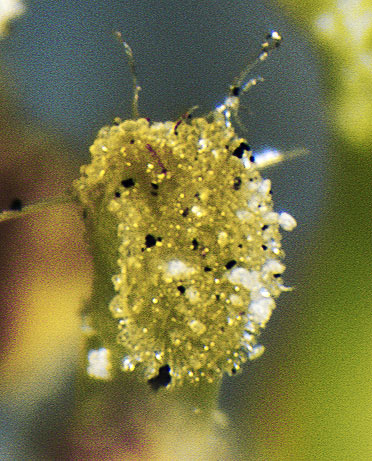 pollen4.jpg (66236 bytes)